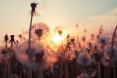 Rural Field and Dandelion at Sunset-rtsubin-Photographic Print