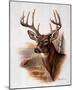 Ruane Manning (Fall Splendor Deer) Art Poster Print-null-Mounted Poster