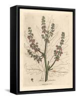 Rubarb Flowers and Stalk, Leaf Outline, Rheum Palmatum-James Sowerby-Framed Stretched Canvas