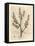 Rubarb Flowers and Stalk, Leaf Outline, Rheum Palmatum-James Sowerby-Framed Stretched Canvas