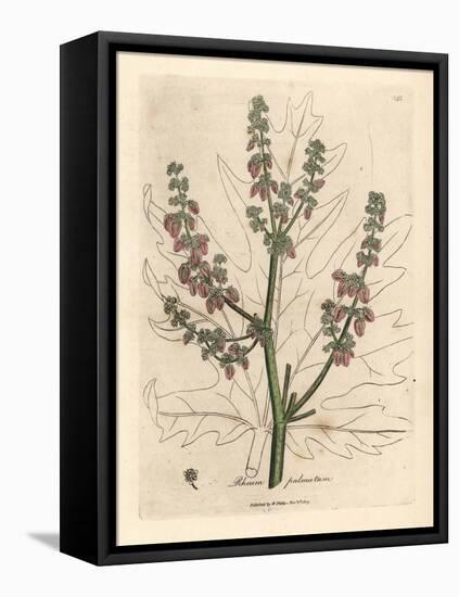 Rubarb Flowers and Stalk, Leaf Outline, Rheum Palmatum-James Sowerby-Framed Stretched Canvas