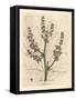 Rubarb Flowers and Stalk, Leaf Outline, Rheum Palmatum-James Sowerby-Framed Stretched Canvas