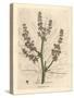 Rubarb Flowers and Stalk, Leaf Outline, Rheum Palmatum-James Sowerby-Stretched Canvas