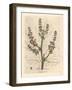 Rubarb Flowers and Stalk, Leaf Outline, Rheum Palmatum-James Sowerby-Framed Giclee Print