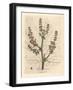Rubarb Flowers and Stalk, Leaf Outline, Rheum Palmatum-James Sowerby-Framed Giclee Print