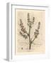 Rubarb Flowers and Stalk, Leaf Outline, Rheum Palmatum-James Sowerby-Framed Giclee Print