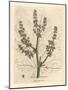 Rubarb Flowers and Stalk, Leaf Outline, Rheum Palmatum-James Sowerby-Mounted Giclee Print