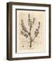 Rubarb Flowers and Stalk, Leaf Outline, Rheum Palmatum-James Sowerby-Framed Giclee Print