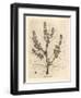 Rubarb Flowers and Stalk, Leaf Outline, Rheum Palmatum-James Sowerby-Framed Giclee Print