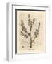 Rubarb Flowers and Stalk, Leaf Outline, Rheum Palmatum-James Sowerby-Framed Giclee Print