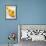 Rubber Ducks in Bath-John Miller-Framed Photographic Print displayed on a wall