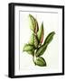 Rubber Plant, 1999-Annabel Barrett-Framed Giclee Print