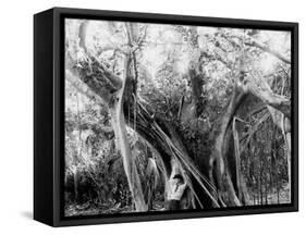 Rubber Tree, Lake Worth, Fla.-null-Framed Stretched Canvas