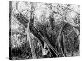 Rubber Tree, Lake Worth, Fla.-null-Stretched Canvas