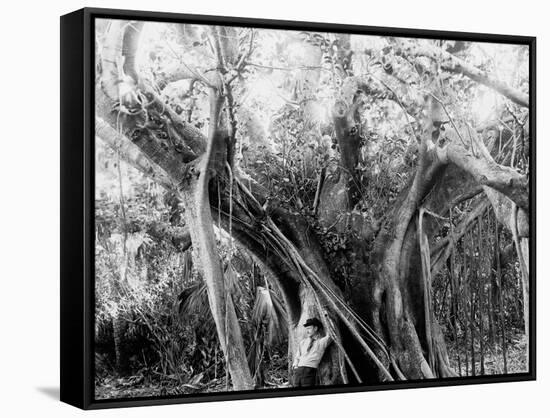 Rubber Tree, Lake Worth, Fla.-null-Framed Stretched Canvas