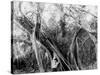 Rubber Tree, Lake Worth, Fla.-null-Stretched Canvas