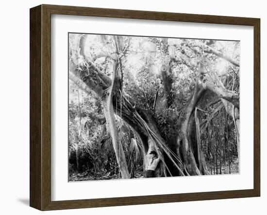 Rubber Tree, Lake Worth, Fla.-null-Framed Photo