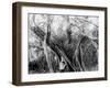 Rubber Tree, Lake Worth, Fla.-null-Framed Photo