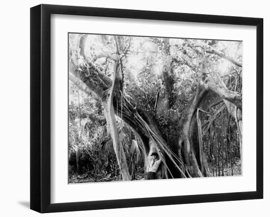 Rubber Tree, Lake Worth, Fla.-null-Framed Photo