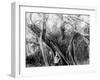 Rubber Tree, Lake Worth, Fla.-null-Framed Photo