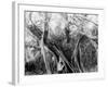 Rubber Tree, Lake Worth, Fla.-null-Framed Photo