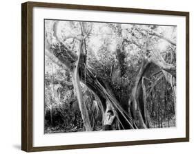 Rubber Tree, Lake Worth, Fla.-null-Framed Photo