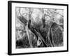 Rubber Tree, Lake Worth, Fla.-null-Framed Photo