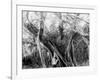 Rubber Tree, Lake Worth, Fla.-null-Framed Photo