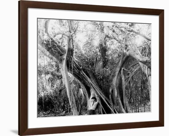 Rubber Tree, Lake Worth, Fla.-null-Framed Photo