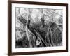 Rubber Tree, Lake Worth, Fla.-null-Framed Photo