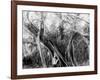 Rubber Tree, Lake Worth, Fla.-null-Framed Photo