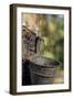 Rubber Trees (Hevea Brasiliensis)-Bjorn Svensson-Framed Photographic Print