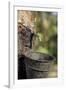 Rubber Trees (Hevea Brasiliensis)-Bjorn Svensson-Framed Photographic Print