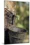 Rubber Trees (Hevea Brasiliensis)-Bjorn Svensson-Mounted Photographic Print