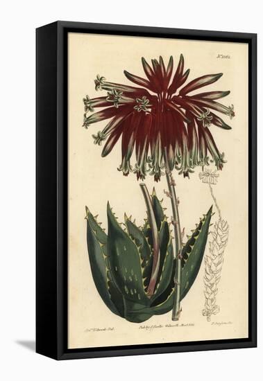 Rubble Aloe or Mitre Aloe, Aloe Perfoliata (Least Mitre Aloe, Aloe Mitraeformis Brevifolia)-Sydenham Teast Edwards-Framed Stretched Canvas