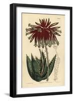 Rubble Aloe or Mitre Aloe, Aloe Perfoliata (Least Mitre Aloe, Aloe Mitraeformis Brevifolia)-Sydenham Teast Edwards-Framed Giclee Print