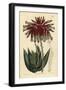 Rubble Aloe or Mitre Aloe, Aloe Perfoliata (Least Mitre Aloe, Aloe Mitraeformis Brevifolia)-Sydenham Teast Edwards-Framed Giclee Print