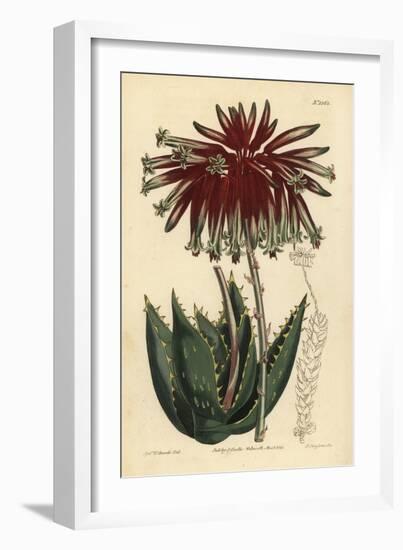 Rubble Aloe or Mitre Aloe, Aloe Perfoliata (Least Mitre Aloe, Aloe Mitraeformis Brevifolia)-Sydenham Teast Edwards-Framed Giclee Print