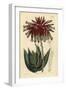 Rubble Aloe or Mitre Aloe, Aloe Perfoliata (Least Mitre Aloe, Aloe Mitraeformis Brevifolia)-Sydenham Teast Edwards-Framed Giclee Print