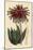 Rubble Aloe or Mitre Aloe, Aloe Perfoliata (Least Mitre Aloe, Aloe Mitraeformis Brevifolia)-Sydenham Teast Edwards-Mounted Giclee Print