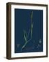 Rubia Peregrina; Wild Madder-null-Framed Giclee Print