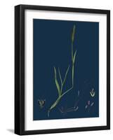 Rubia Peregrina; Wild Madder-null-Framed Giclee Print