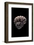 Rubritrochus Pulcherrimus-Paul Starosta-Framed Photographic Print