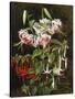 Rubrum Lilies and Fuchsias-Johan Laurentz Jensen-Stretched Canvas