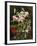 Rubrum Lilies and Fuchsias-Johan Laurentz Jensen-Framed Giclee Print