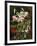 Rubrum Lilies and Fuchsias-Johan Laurentz Jensen-Framed Giclee Print