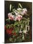 Rubrum Lilies and Fuchsias-Johan Laurentz Jensen-Mounted Giclee Print