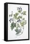 Rubus Caesius, 1811-1818-null-Framed Stretched Canvas