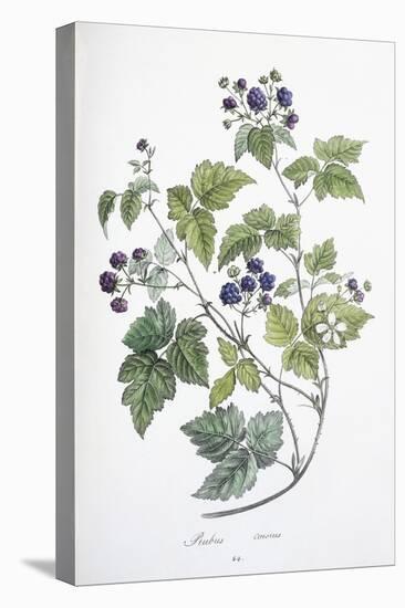 Rubus Caesius, 1811-1818-null-Stretched Canvas