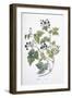 Rubus Caesius, 1811-1818-null-Framed Giclee Print